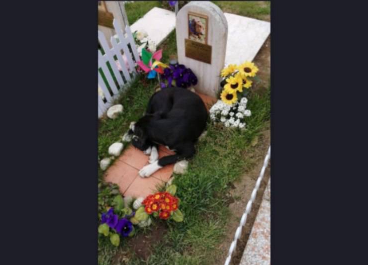 cagnolina accuccia tomba cane famiglia