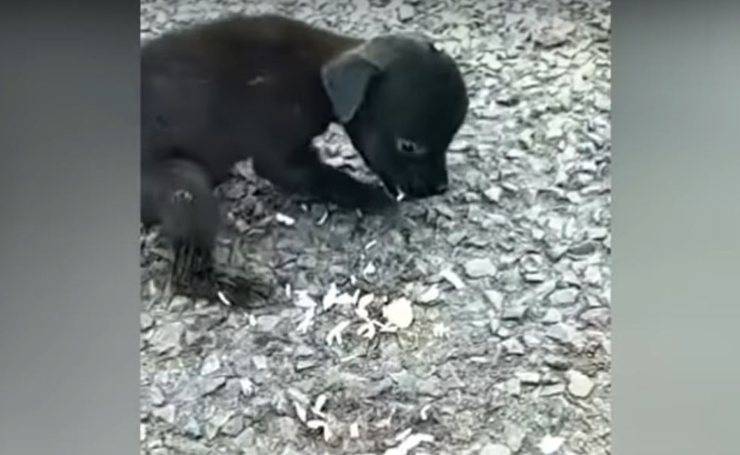 cagnolina tremante ignorata persone