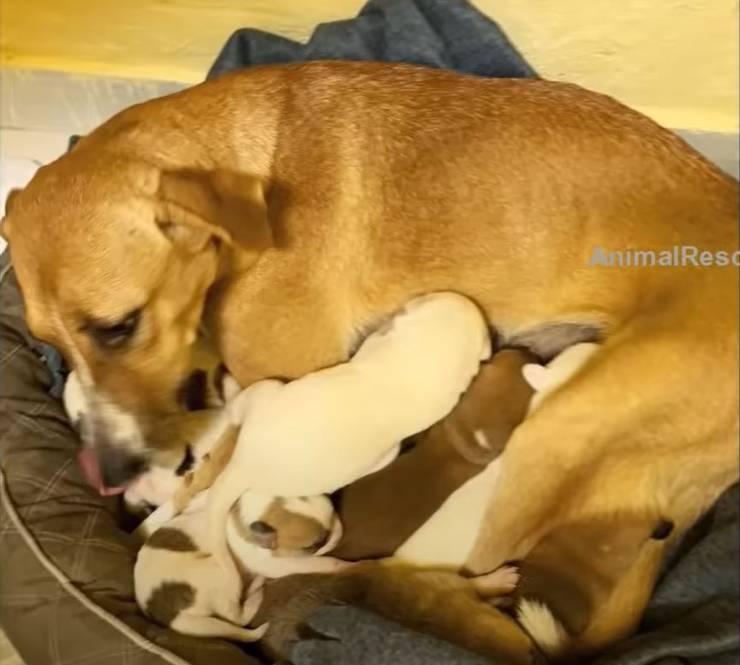 cane mamma piange latte cuccioli