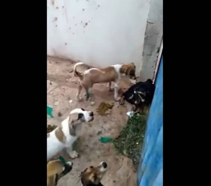 cuccioli abbandonato senza cibo acqua