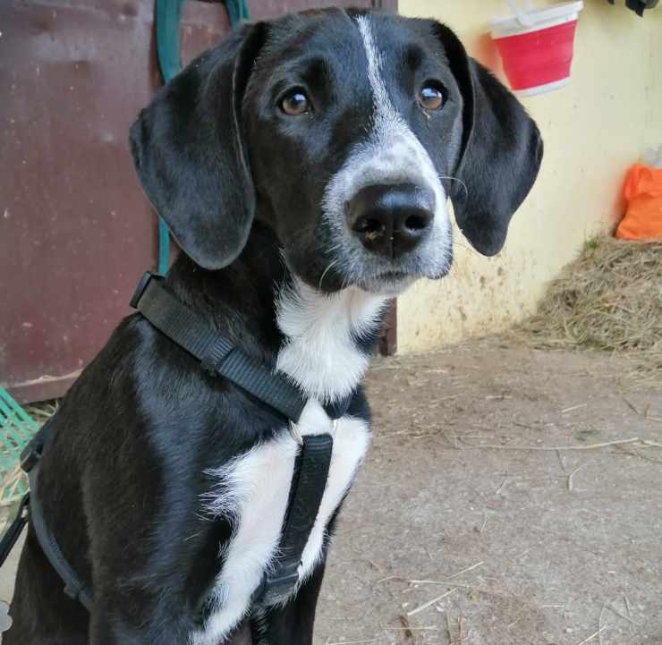 trovano cagnolina tomba cane adottano
