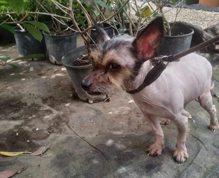 nudo cane abbandonato senza pelo