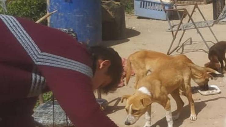 I cani curati nella struttura (Foto Facebook)
