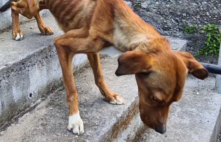 denunciato 36enne maltrattamento cane