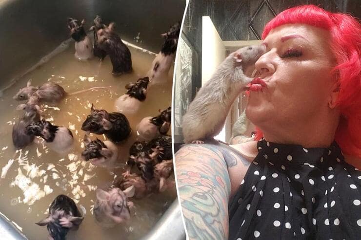 Donna fa il bagno ai suoi 50 topi domestici e diventa virale (Video)