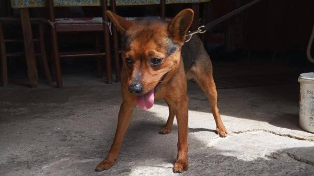 Cucciolo di cane vive tutta la sua vita legato ad una corda