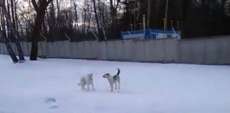 Barney finalmente felice (Screen video)