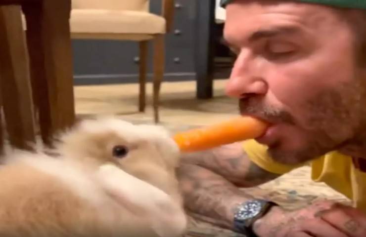 david beckham divide carota coniglio famiglia video