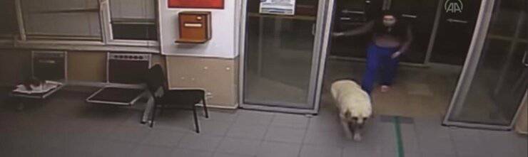Perro busca a su cachorro (pantalla de video)