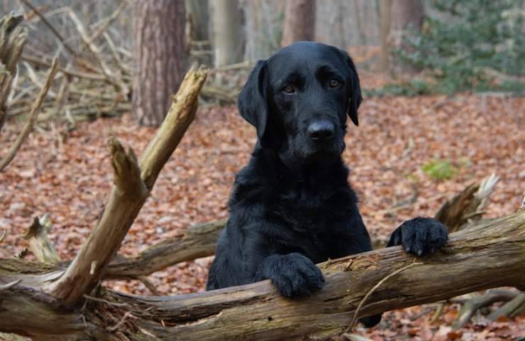 animale domestico scivola montagna pericolo salvato pompieri