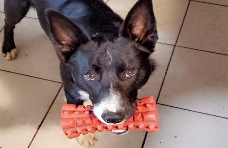 animale domestico acquista di nascosto gioco