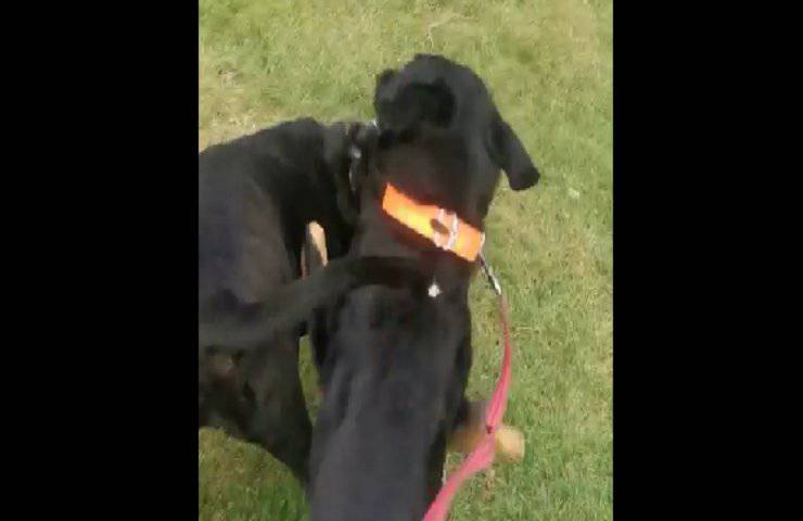 cane gioca con amico al parco video