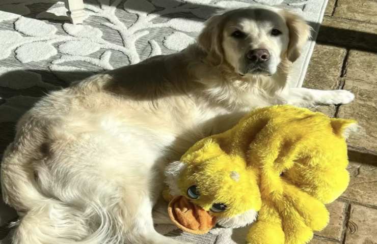 golden retriver ama troppo peluche preferito