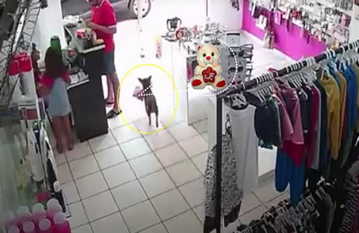 cane scippa negozio scappa peluche video