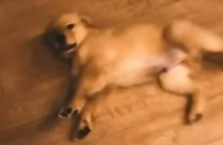 cane finge morire proprietario spara video