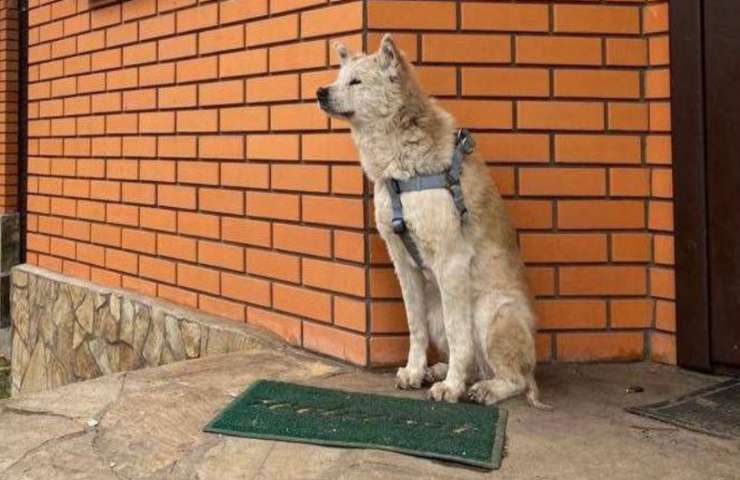 ucraina cane continua aspettare ritorno proprietaria defunta