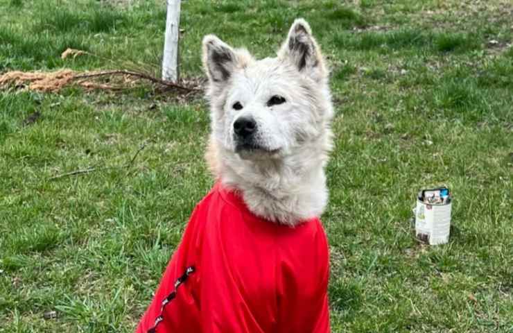 cane fedele rimasto aspettare padrona defunta adottato