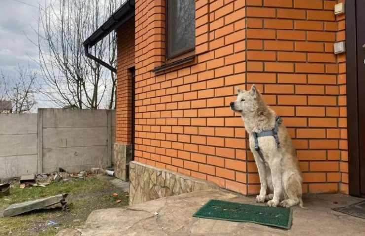 cane come hachiko aspetta proprietaria morta Ucraina