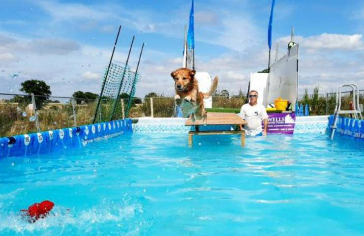 cani e padroni piscina tuffi divertimento Inghilterra