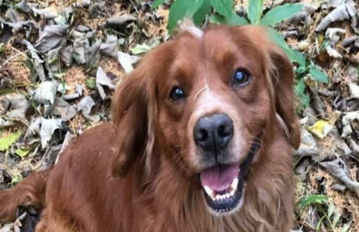 cane rapito ritrovato dopo campagna social