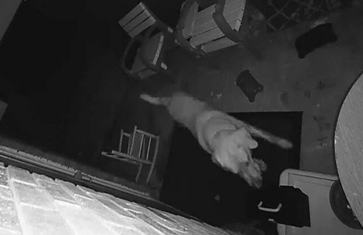 cane irrompe cortile notte rubare oggetto video
