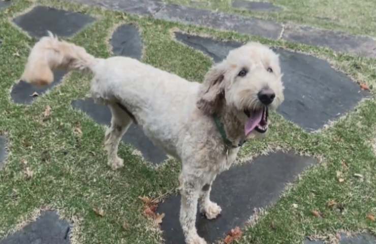 animale domestico malato soccorre lontra in pericolo