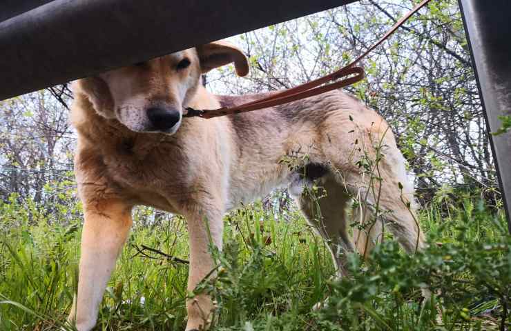 cane abbandonato tangenziale posto intervengono volontari