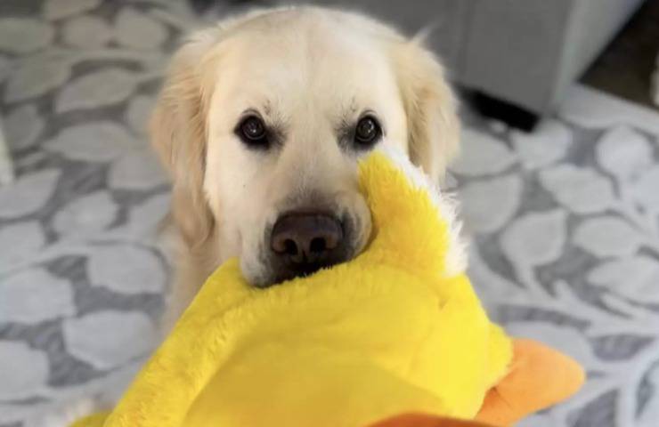 proprietario sorprende cane vestendosi come peluche video