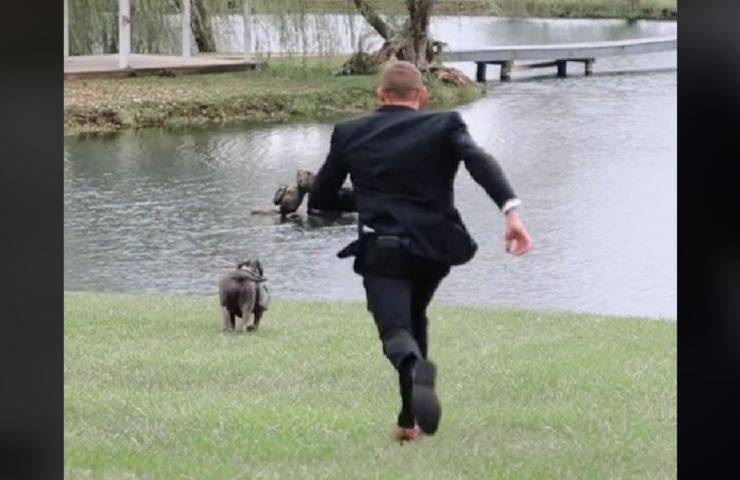animale domestico fugge per nuotare in acqua durante nozze