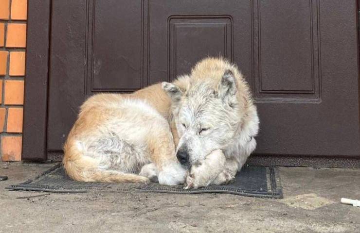 ucraina cane continua aspettare ritorno proprietaria defunta