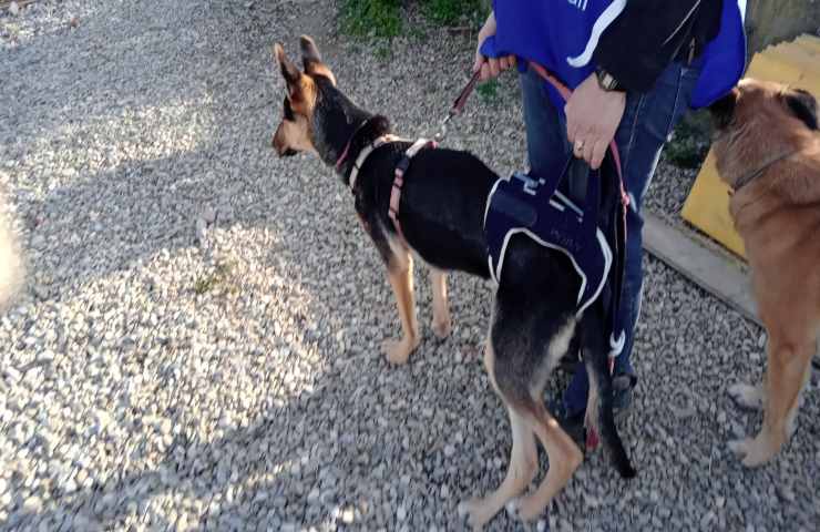 cane sta male operato OIPA Firenze chiede fondi