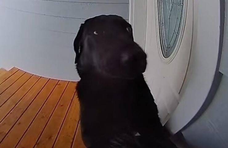 cane suona campanello lasciato fuori casa video