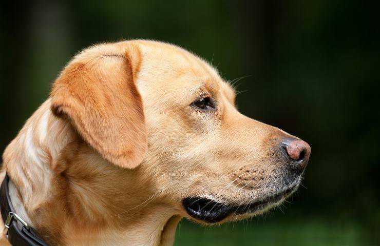 labrador si diverte srotolare carta igienica