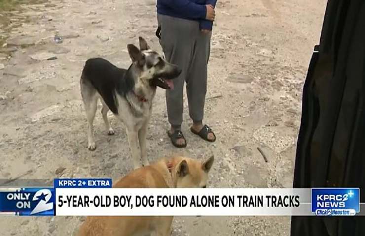 perro héroe salva a un niño perdido