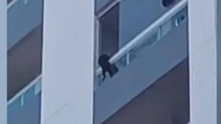 uomo salva cane da balcone