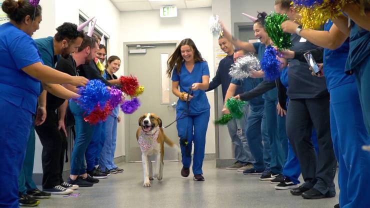 cane festeggia il primo anno senza il cancro