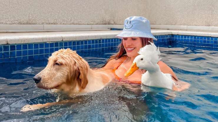 Cane e anatra giocano insieme in piscina 