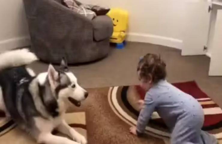neonato si diverte mentre gioca con husky