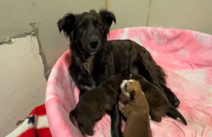 soccorritori salvano mamma cuccioli spazzatura video