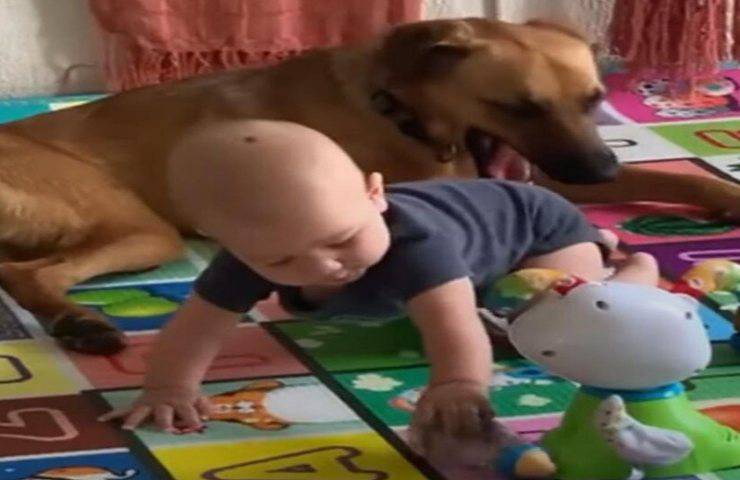cane adottato diventa miglior amico neonato video