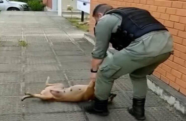 cane diverte gioca con poliziotto video