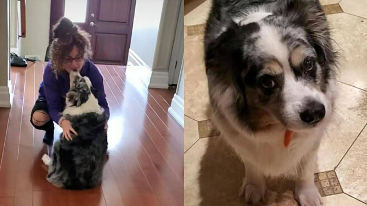 Proprietaria lascia il cane dai genitori e al ritorno lo trova diverso ...