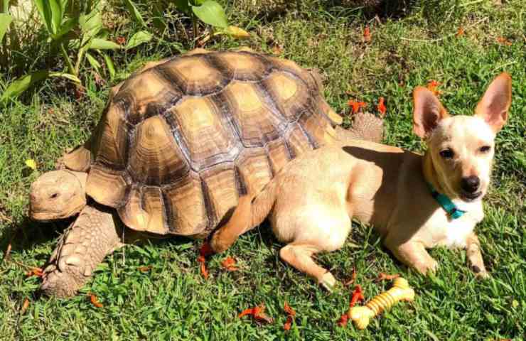 cane passa giorno giocare insolita amica video