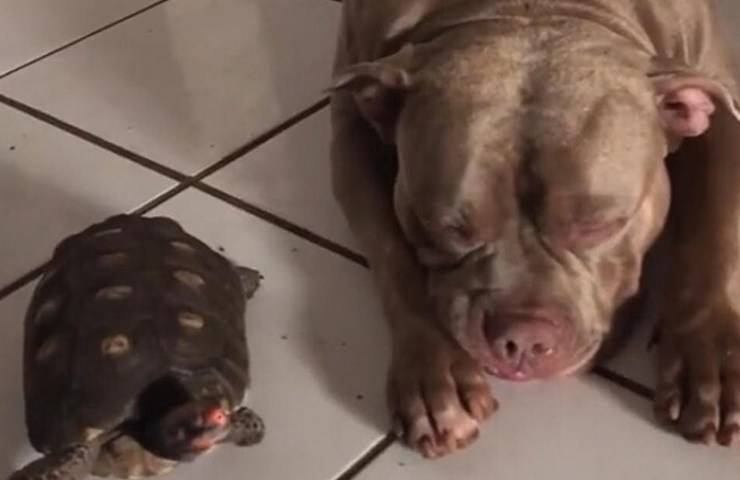 perro tortuga durmiendo juntos video