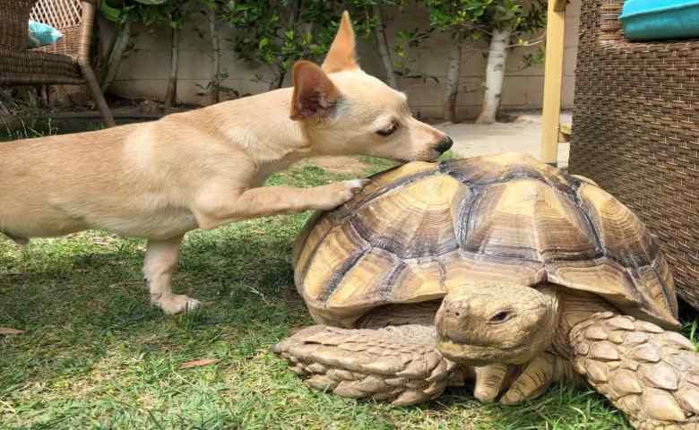 animali domestici insoliti giocano cane rettile