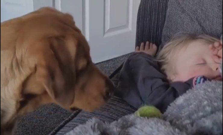 Cane guarda con sconforto il suo umano addormentato