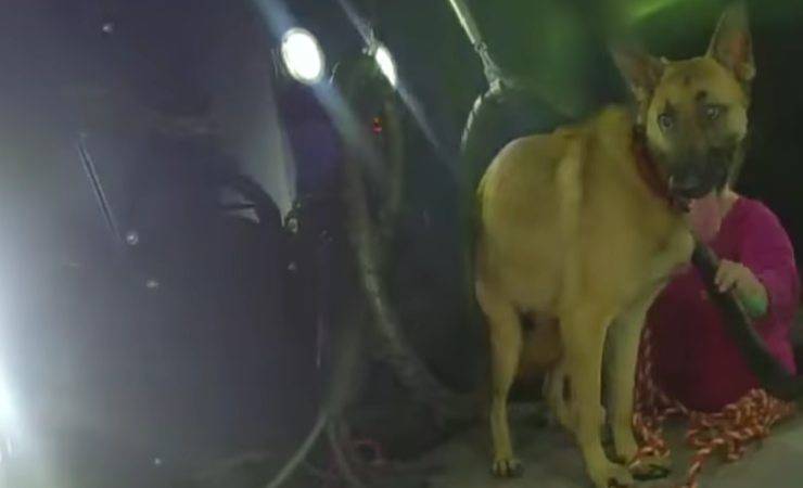 Cane salvato sa polizia