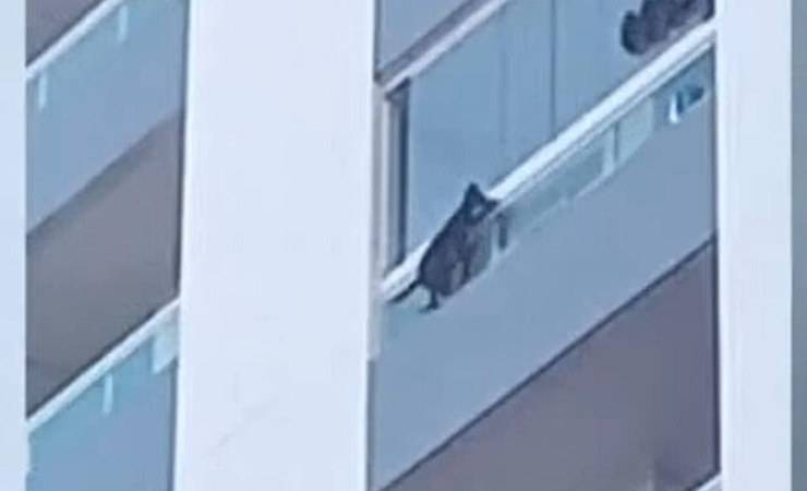 Cane nel balcone video