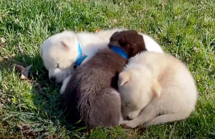 uomo maltratta cani cuccioli rischiano morire video