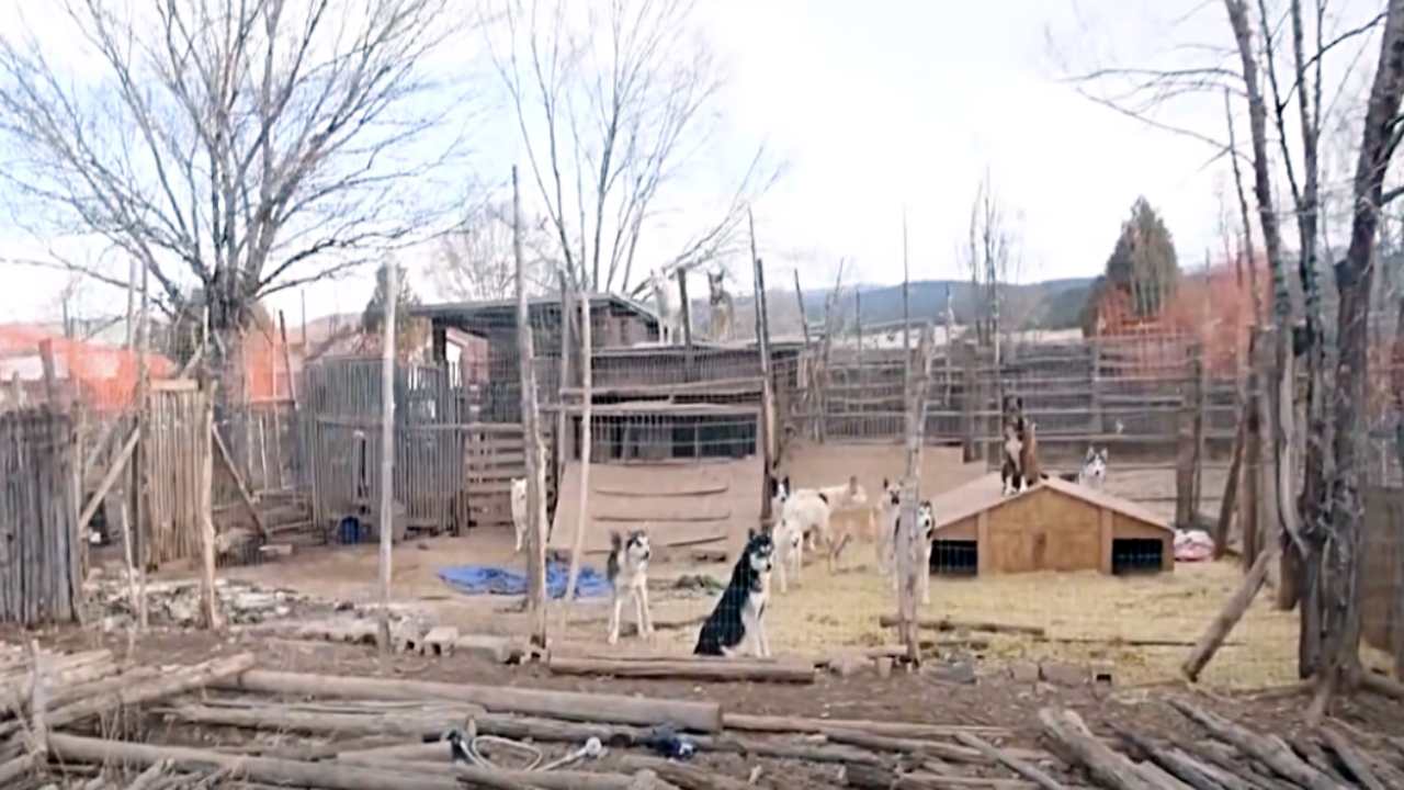 uomo maltratta cani cuccioli rischiano morire video